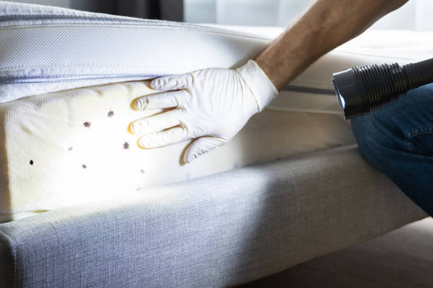Best Affordable Pest Control Services  in Covington, KY